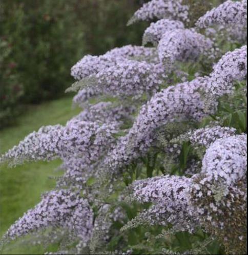 Butterfly-Bush-Grand-Cascade.jpg